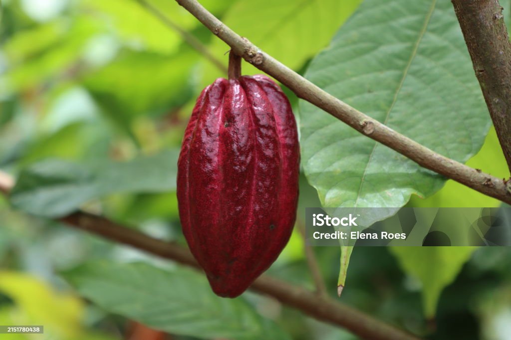 signage at cocoa farm in Caracas
